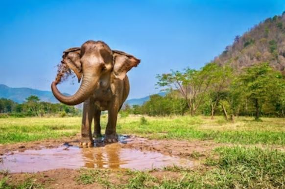 An elephant spraying mud over itself